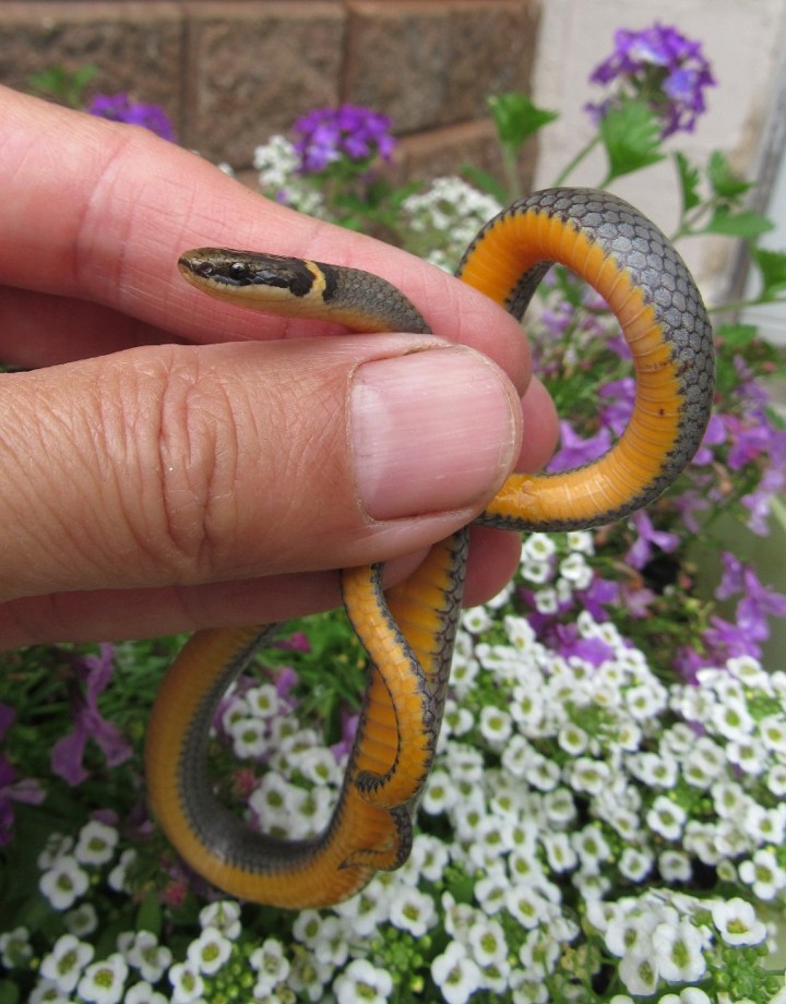 Northern Ringneck Snake